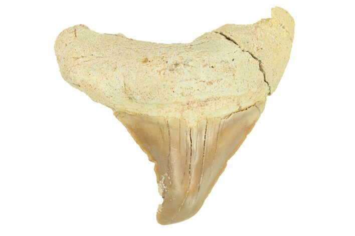Pathological Otodus Shark Tooth - Morocco #289627